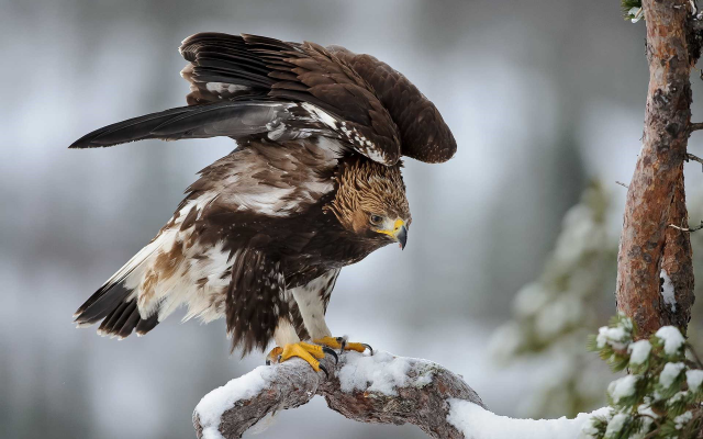 1920x1200 pix. Wallpaper animals, eagles, bird, nature, snow, winter