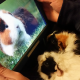 guinea pigs, rodent, cute animals, animals wallpaper