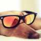 dog, glasses, sleeping wallpaper