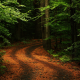 nature, trees, forest, leaves, branch, path, plants, rock, moss, road wallpaper