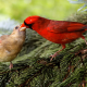 bird, Northern cardinal, redbird, common cardinal wallpaper