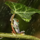 nature, animals, frogs, leaves, plants, rain, water, drops, amphibians wallpaper