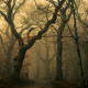 mist, forest, path, leaves, fall, dark, trees, shrubs, nature, landscape wallpaper