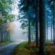 mist, road, forest, landscape, nature, tree, sunlight, atmosphere wallpaper