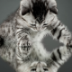 cat, kitten, animals, baby animals, reflections wallpaper