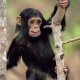chimpanzee, animals, nature, baby animals, monkey wallpaper