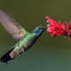 bird, flowers, flying, hummingbird, nature, animals wallpaper