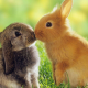 rabbits, grass, animals, cute wallpaper