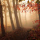 mist, forest, autumn, path, morning, trees, leaves, nature wallpaper