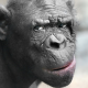 animals, monkey, chimpanzee, closeup, eyes, muzzle wallpaper