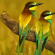 bird, bee-eater, branch wallpaper