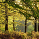 forest, trees, leaves, germany, nature wallpaper