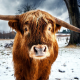 nature, animals, cows, horns, snow, winter, trees wallpaper