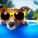 dog, summer, duck, animals, sun glasses wallpaper