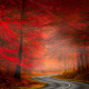 road, asphalt, forest, tree, autumn, fog, nature, landscape wallpaper