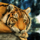 animals, tigers wallpaper