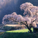 tree, spring, cherry, blossom, grass wallpaper
