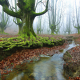 forest, water, tree, moss, autumn, leaf, stream, nature wallpaper