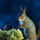 animals, squirrel, grapes, food wallpaper