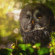 owl, nature, animals, bird, feather, leaves wallpaper