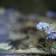 nature, flowers, blue flowers wallpaper