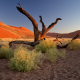 Namibia, Africa, nature, dead tree, desert, sand, hill wallpaper