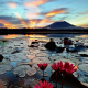 nature, lake, Philippines, flowers, lotus, sunset wallpaper