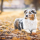 australian shepherd, dog, autumn, keaf, leaves, maple leaves wallpaper