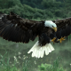 animals, bald eagle, eagle, bird, feather wallpaper
