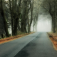 tree, forest, nature, branch, leaf, fog, road, fall, hill wallpaper