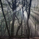 nature, tree, forest, wood, mist, sun rays, dead tree wallpaper