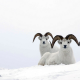 ovis nivicola, animals, snow sheep, snow, sheep, winter wallpaper