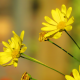 flowers, yellow flowers, bees, nature wallpaper