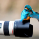 bird, colibri, nature, animals, camera wallpaper