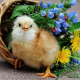 chicken, flowers, nature, animals, bird wallpaper