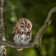 owl, bird, animals, nature, tree wallpaper
