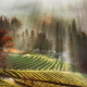 south korea, nature, autumn, fall, morning, mist, tree, tea, farm, sun rays wallpaper