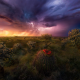lightning, storm, nature, grass, clouds, colorful, cactus, wildflowers, arizona wallpaper