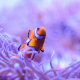 ocellaris clownfish, nemo, clownfish, underwater, animals, macro, nature, fish wallpaper