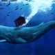 artwork, animals, whale, underwater wallpaper