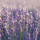 lavender, flowers, plants, nature wallpaper