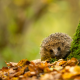 hedgehog, fall, animals, autumn, leaf, nature wallpaper