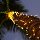palm, trunk, lights, tropical, christmas, new year wallpaper