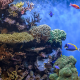 underwater, coral, reef, fish, nature wallpaper