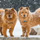 chow chow, dog, snow, winter, animals wallpaper