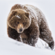 bears, snow, winter, animals wallpaper