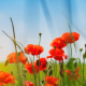 ,poppy flowers, field, summer, nature wallpaper