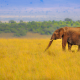 elephant, savanna, africa, grass, nature, animals wallpaper