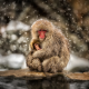 japanese macaque, macaca fuscata, snow monkey, winter, snow, animals, japan, nihonzaru wallpaper