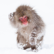 monkey, animals, snow, winter, japanese macaque, snow monkey, nihonzaru wallpaper
